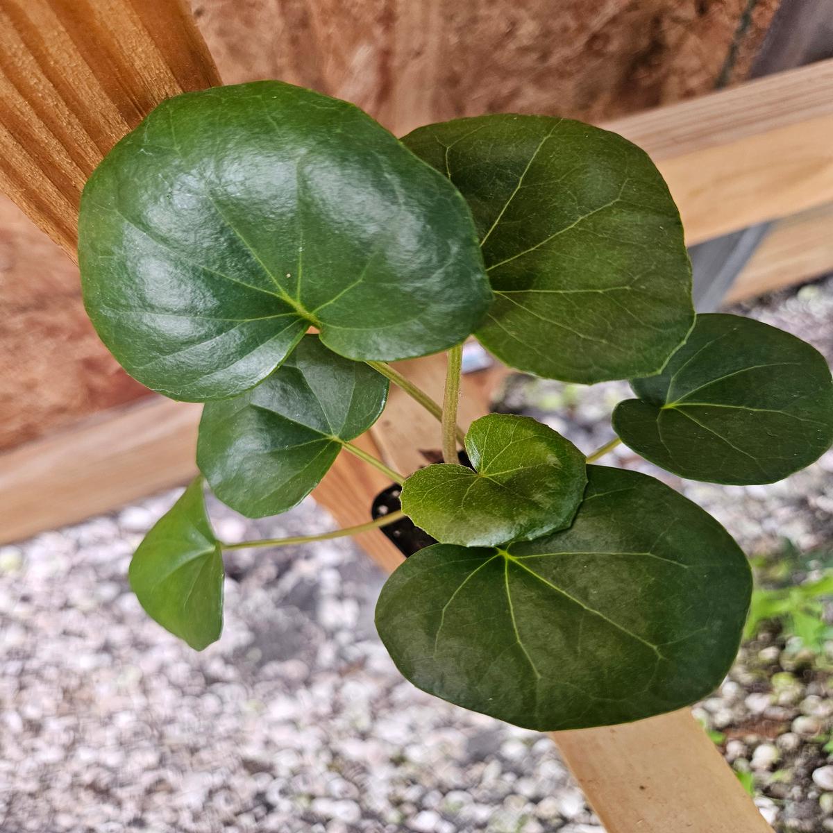 Tractor Seat Plant