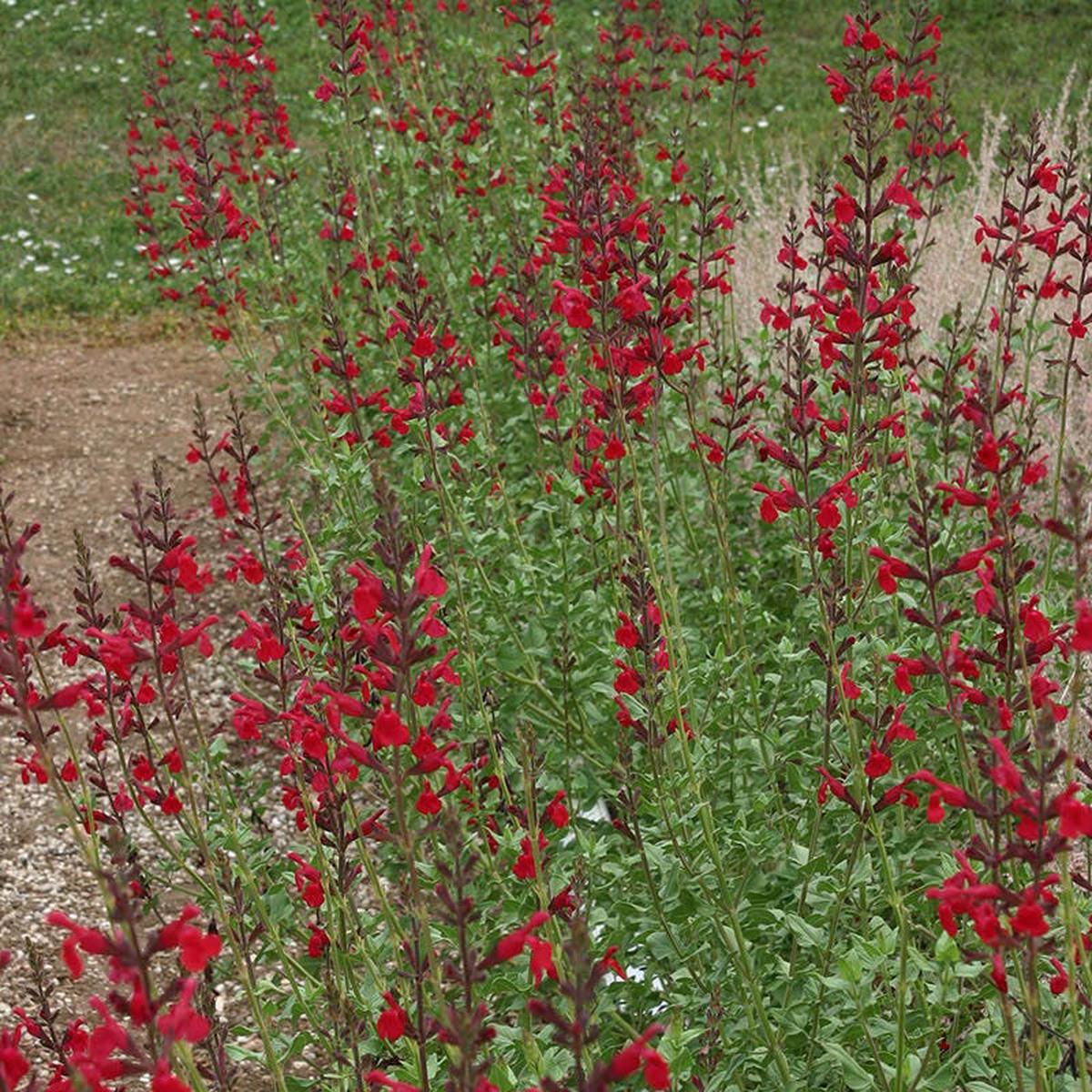 Windwalker Royal Red Sage