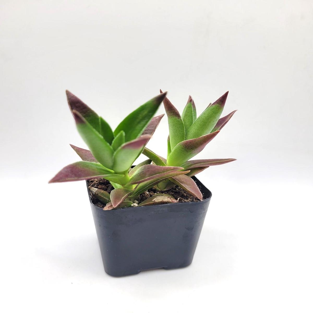 #118 Crassula