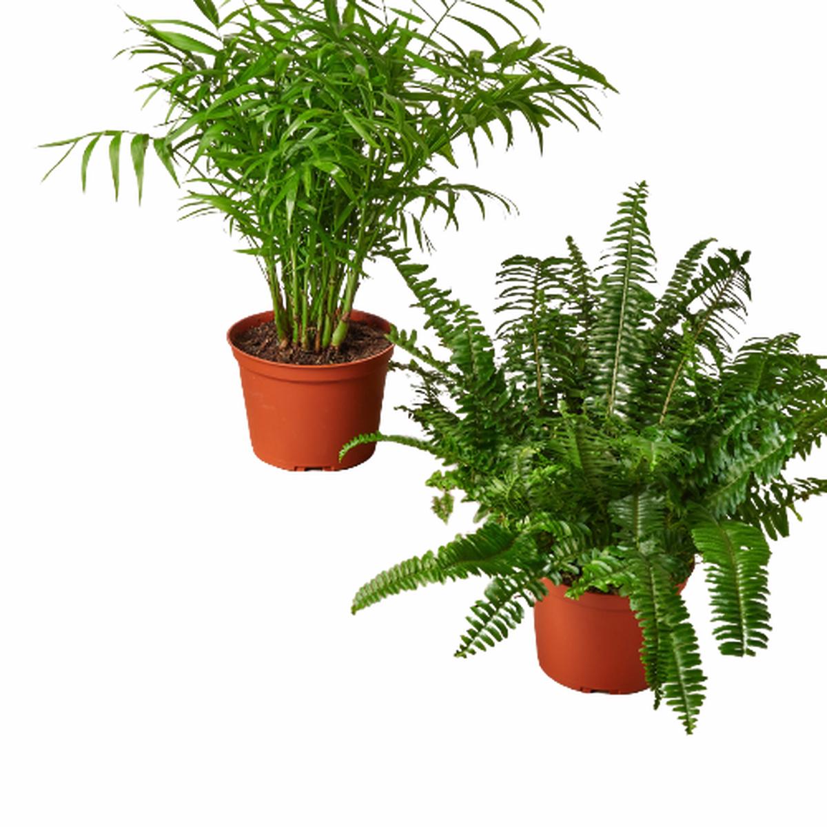 2 - 6" Pet-Friendly Plants Premium Subscription box