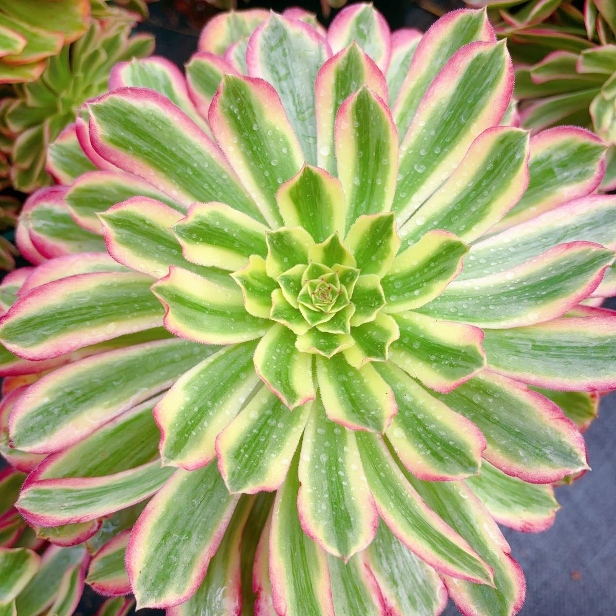 Aeonium Candy Bomb.Cutting 10cm
