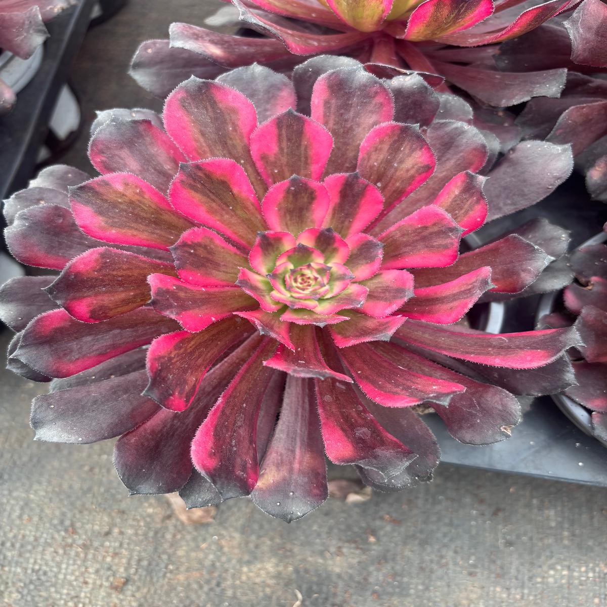Aeonium Pink King KongSingle head 13cm