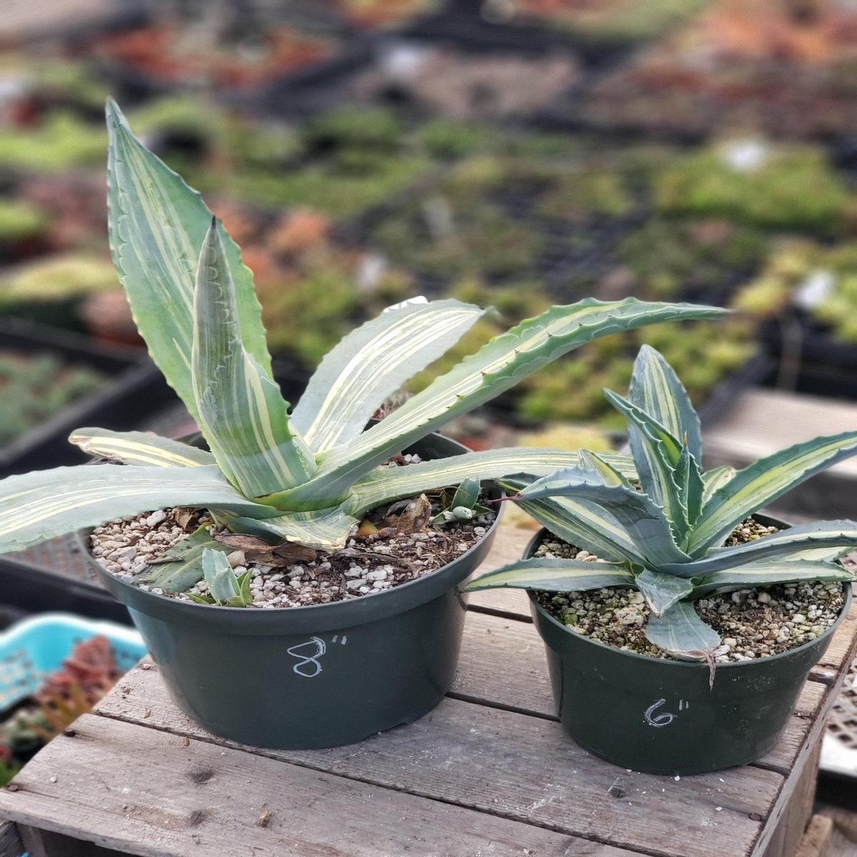 Agave Striata