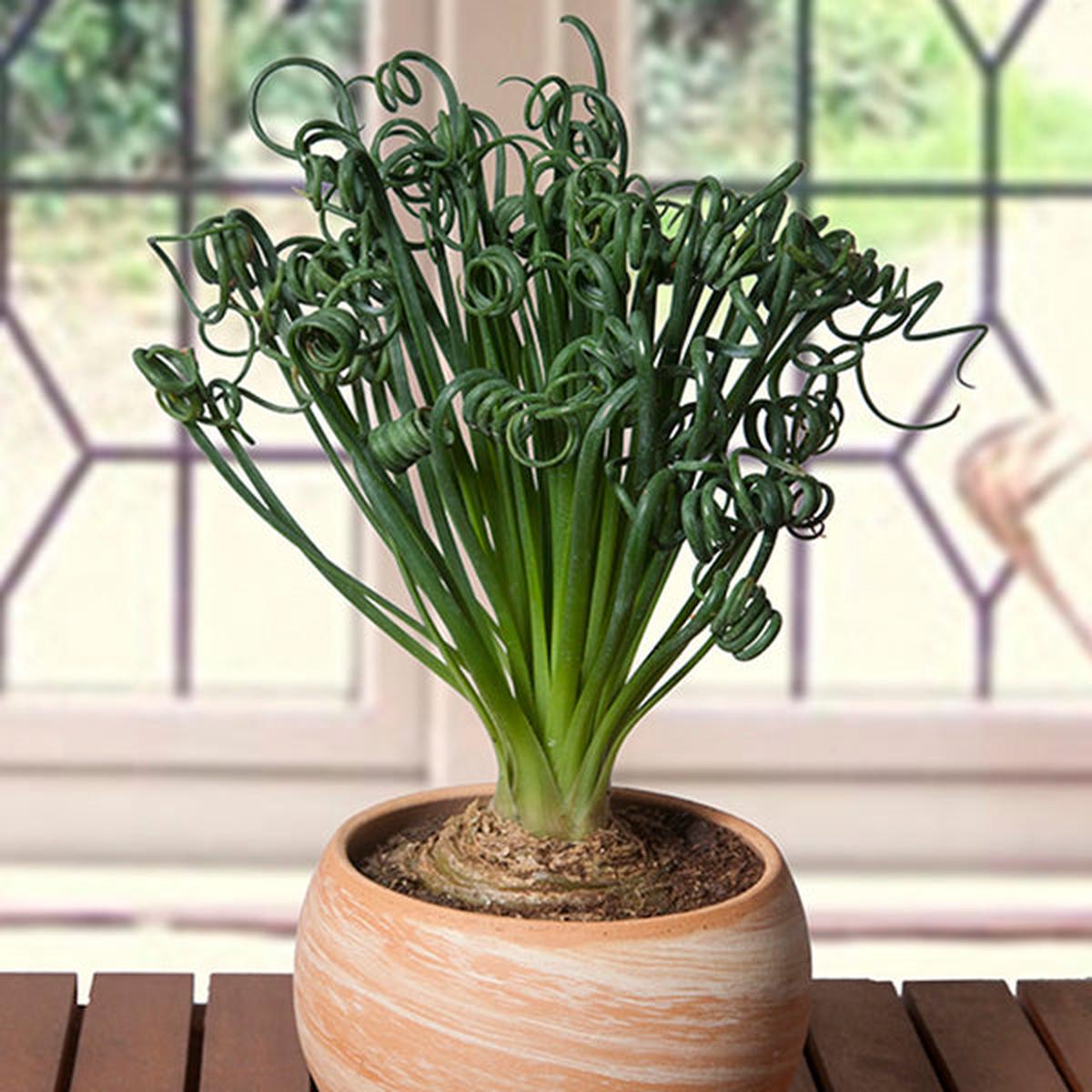 Albuca Frizzle Sizzle (Albuca spiralis)