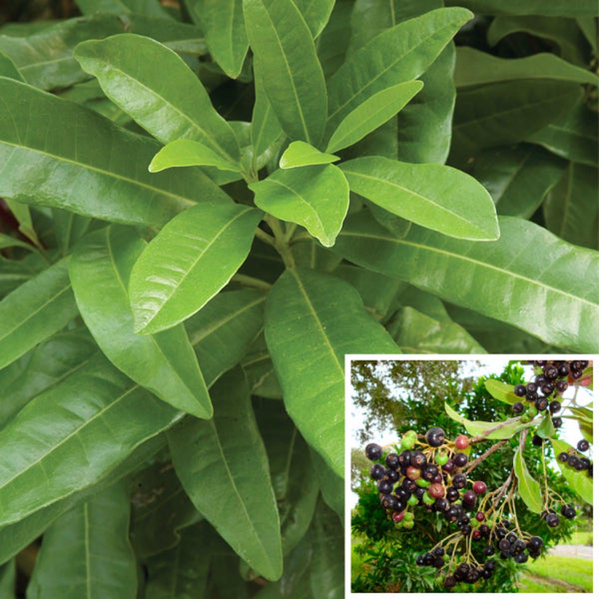 Allspice (Pimenta officinalis)