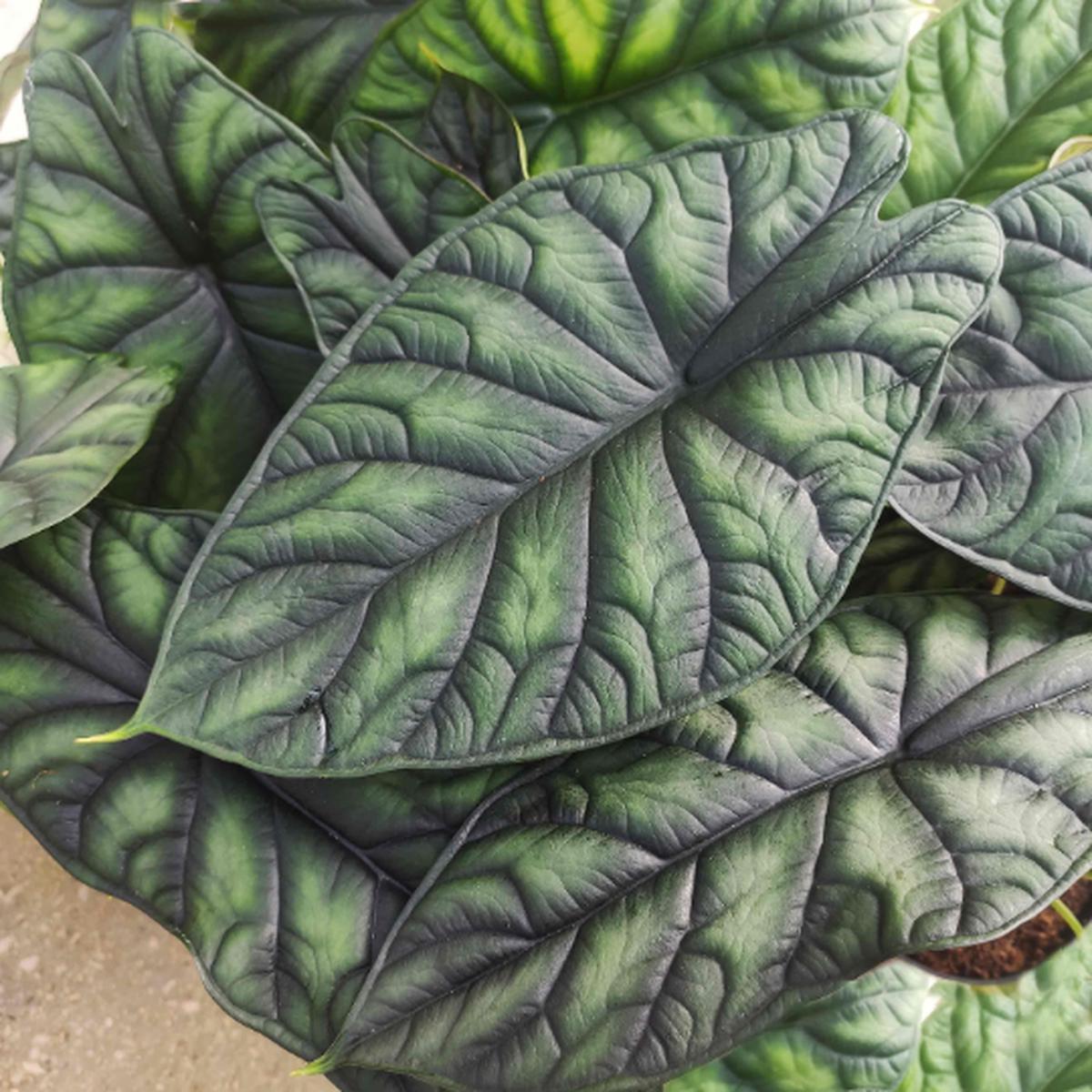 Alocasia Dragon Scale  Bouture rare aux feuilles cailles