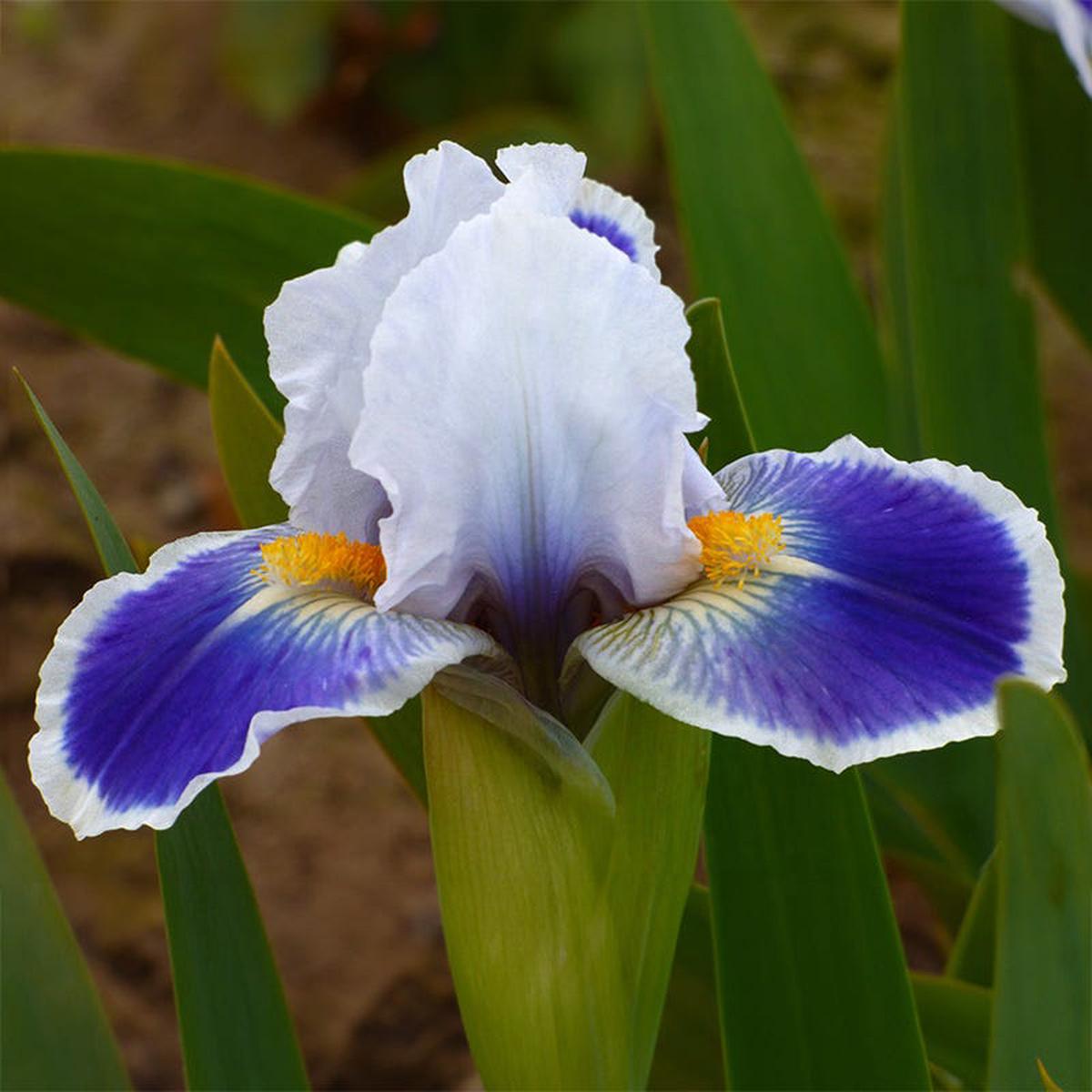 Baby Bruin Dwarf Bearded Iris