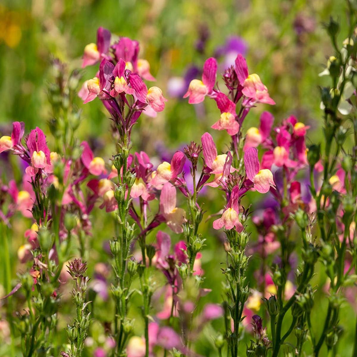 Baby Snapdragon Seeds