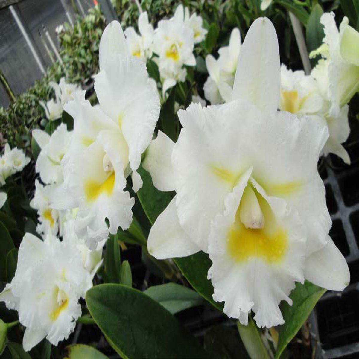 Bc Orchid Island Charm OC JC/AOS (Brassavola x Cattleya hybrid)