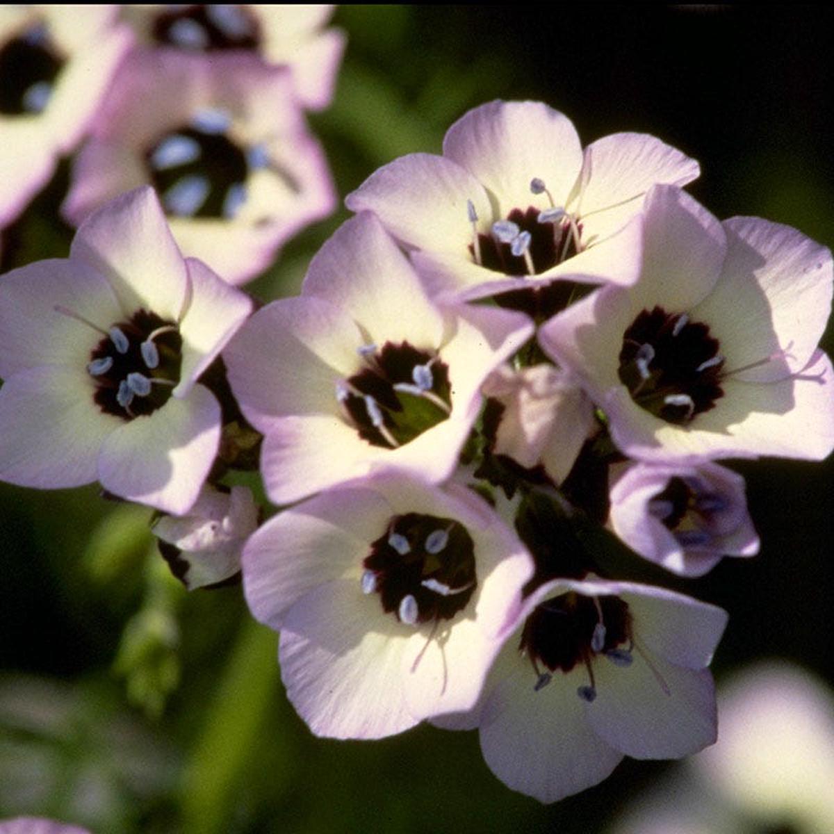 Bird's Eyes Seeds