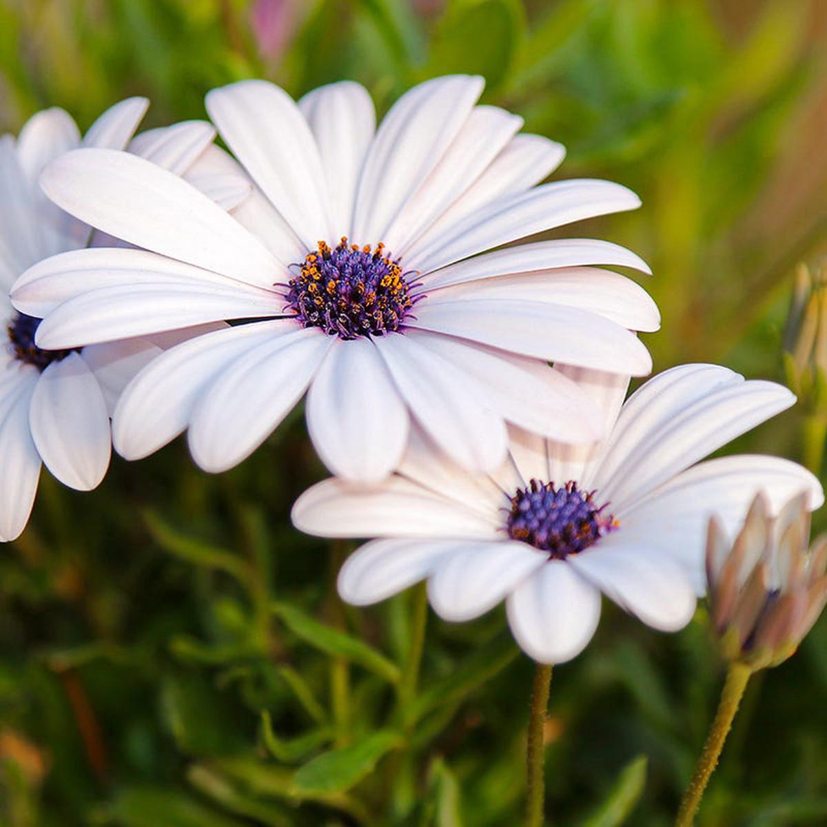Cape Daisy Seeds