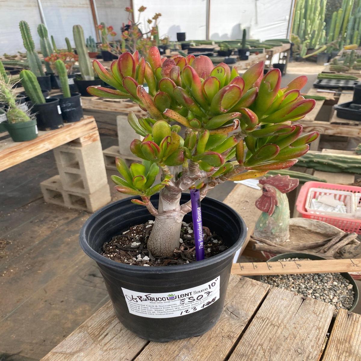 #ES07 EXACT Crassula Ogre Ears Bonsai Succulent 10"