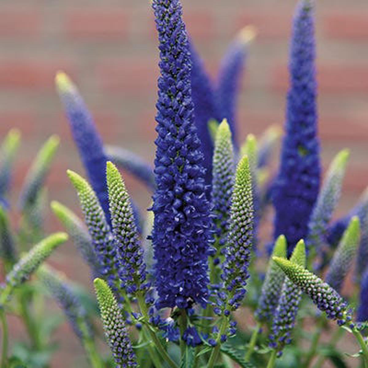 First Glory Veronica