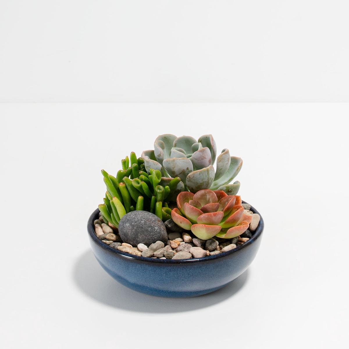 Glazed Succulent Garden