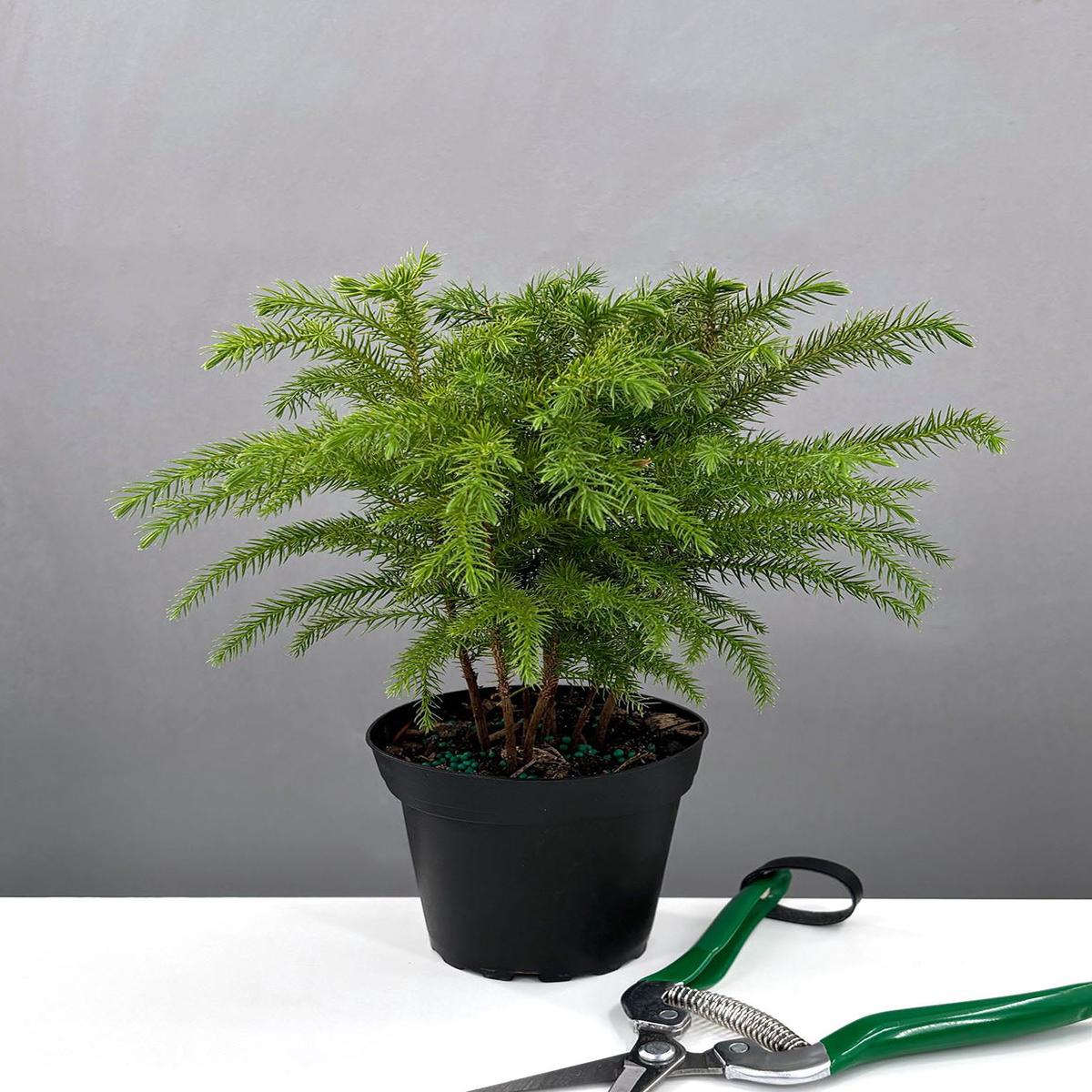 Norfolk Pine