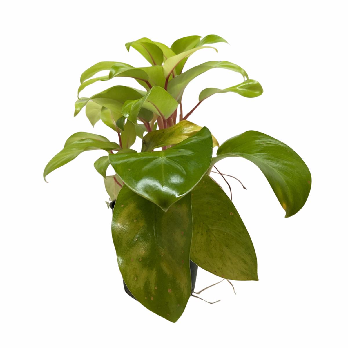 Philodendron 'Lemon Lime'