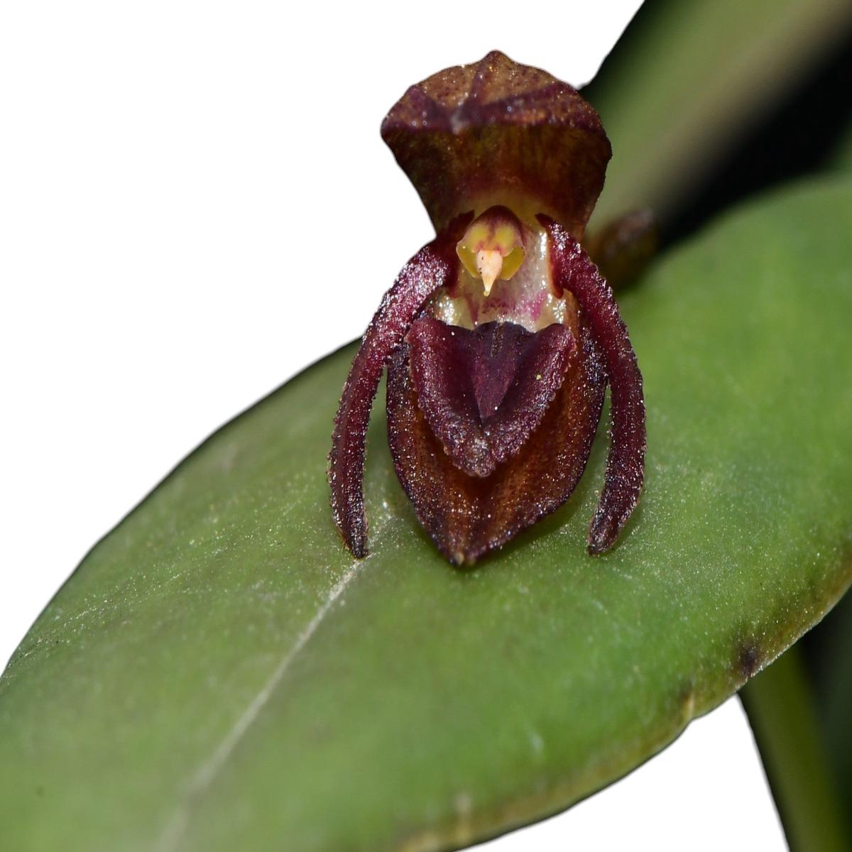 Pleurothallis giraffa