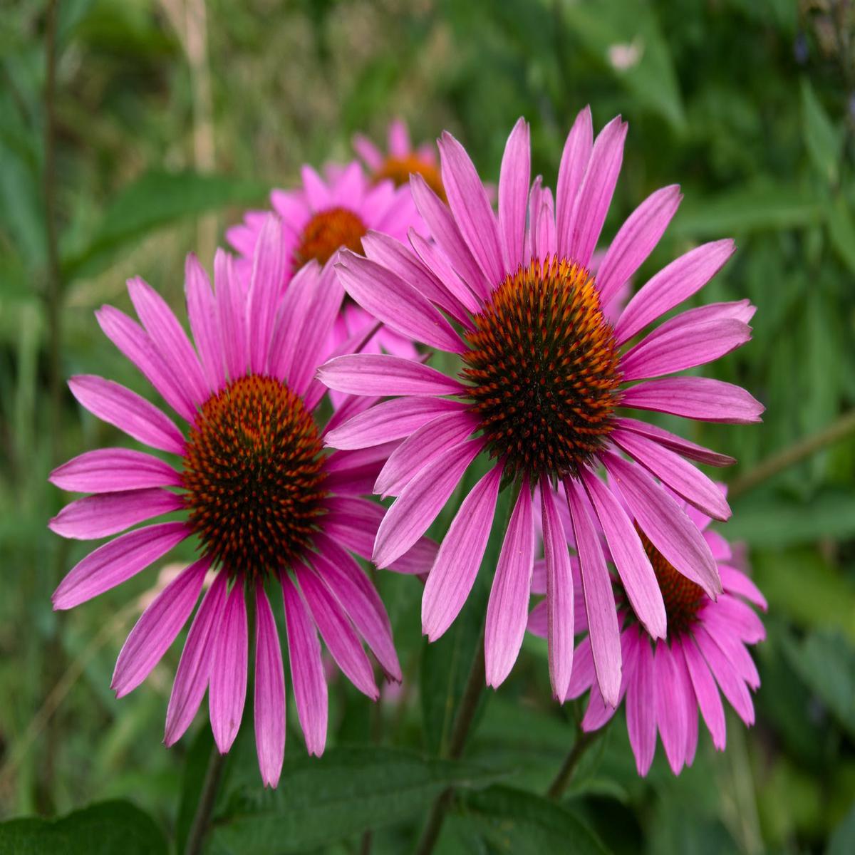 Purple Coneflower Wildflower Seed