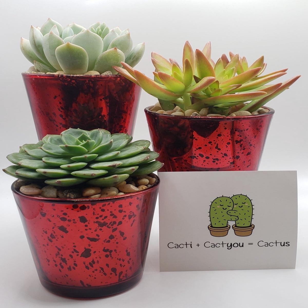 Red Trio - Say It with Succulents