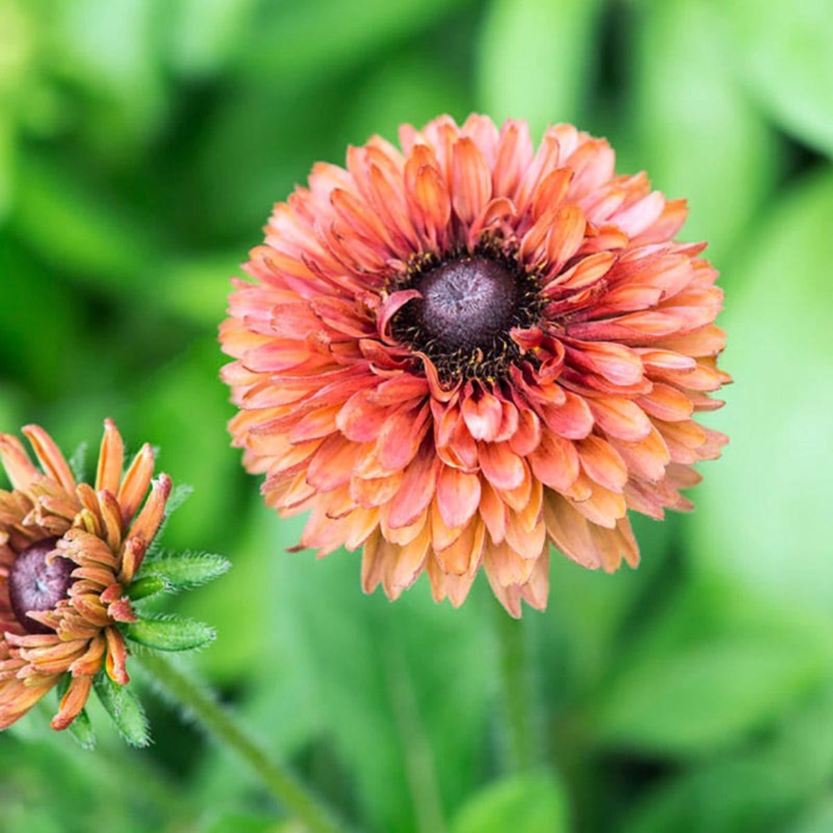 Sahara Black-Eyed Susan