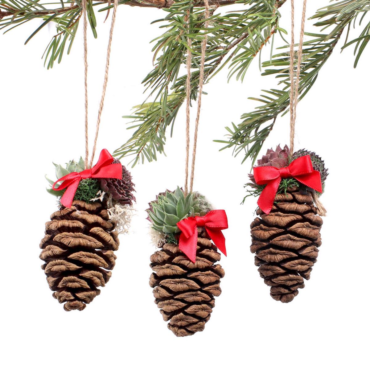 Sequoia Cones 3-Pack - Succulent Ornaments