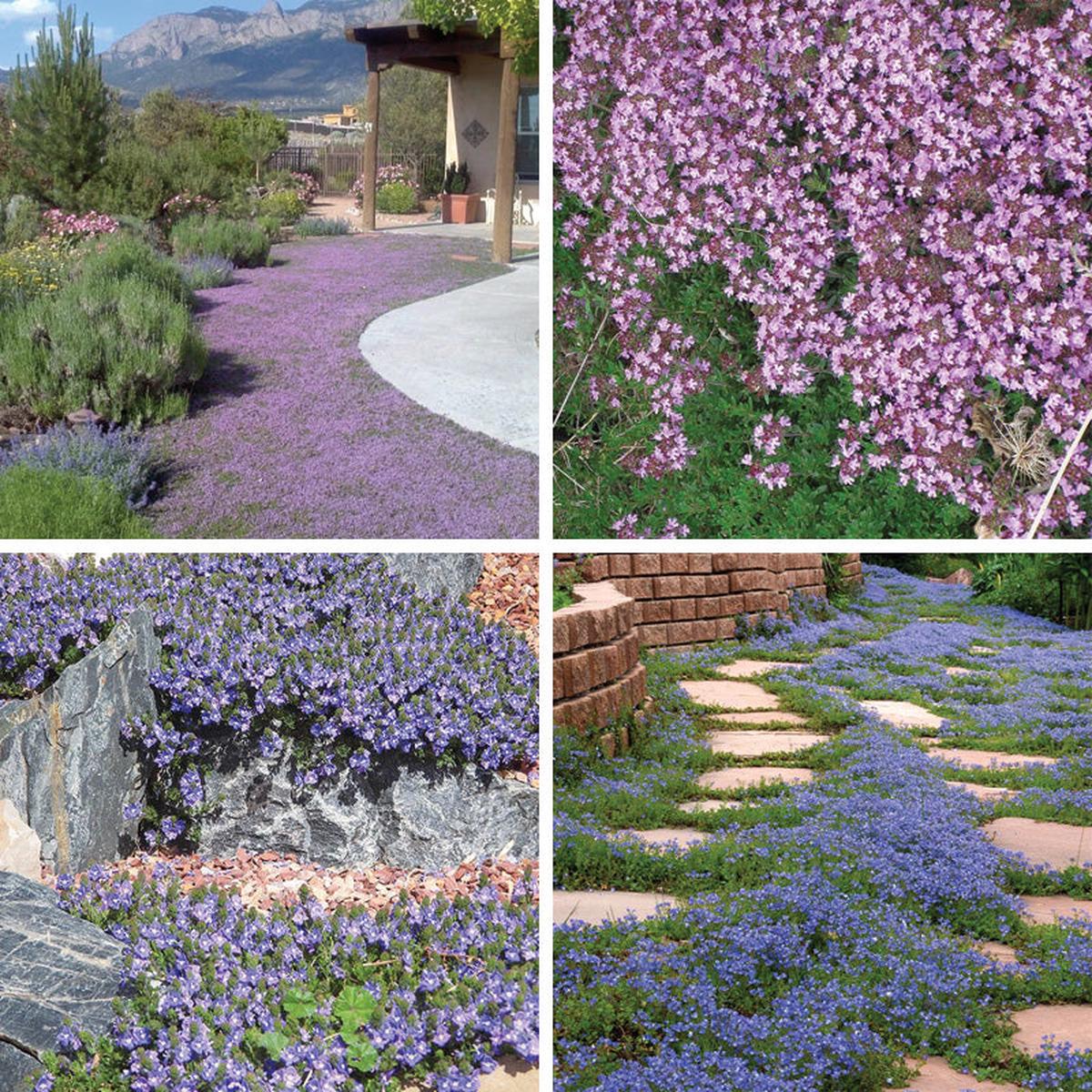 Tread On Me Evergreen Groundcover Collection