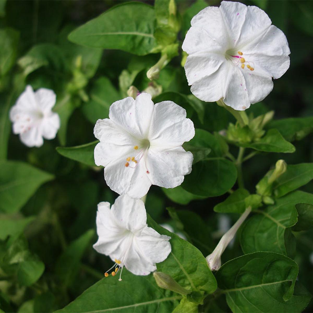 White Four O'Clock Seeds