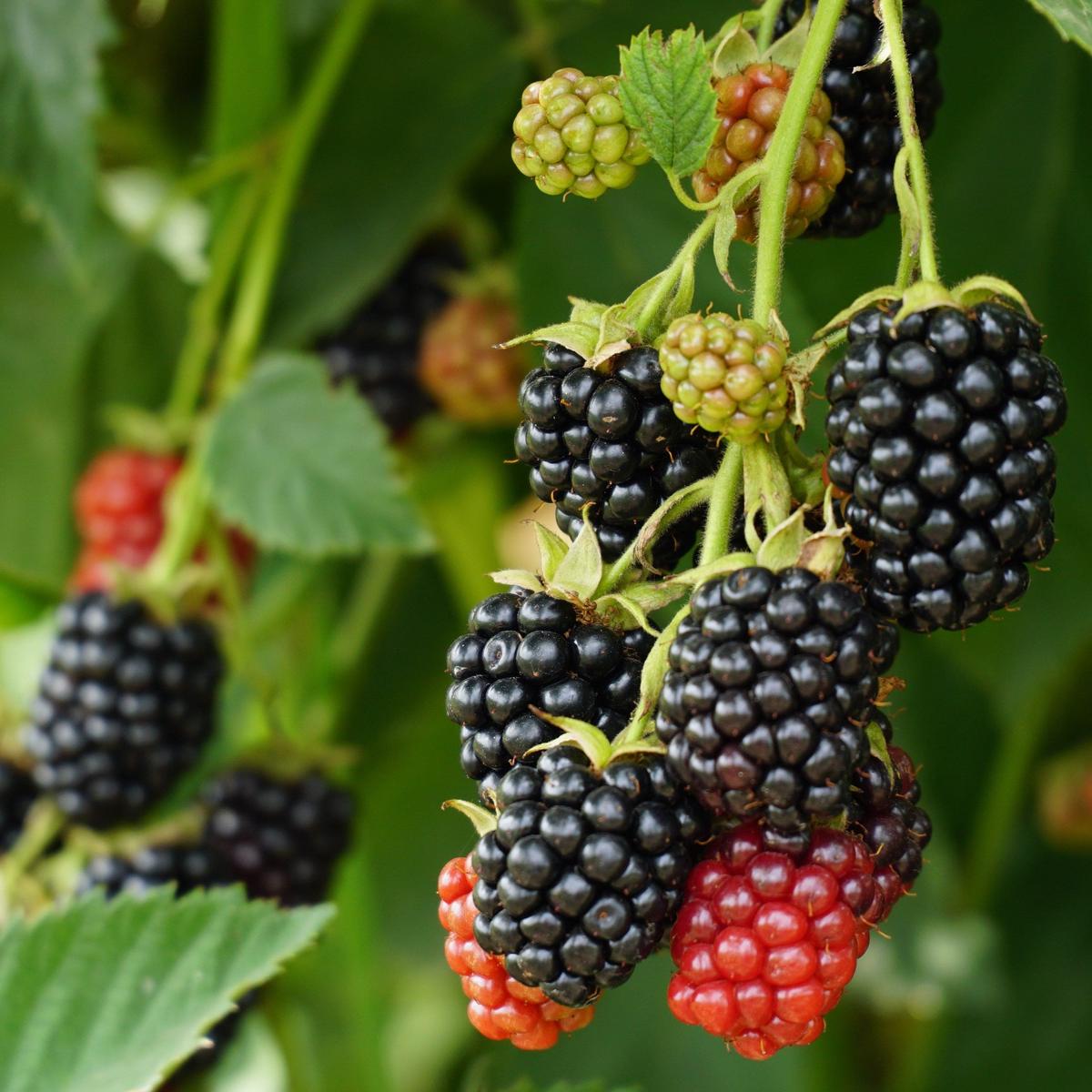 World's Finest Thornless Blackberry Bundle (6 Plants)