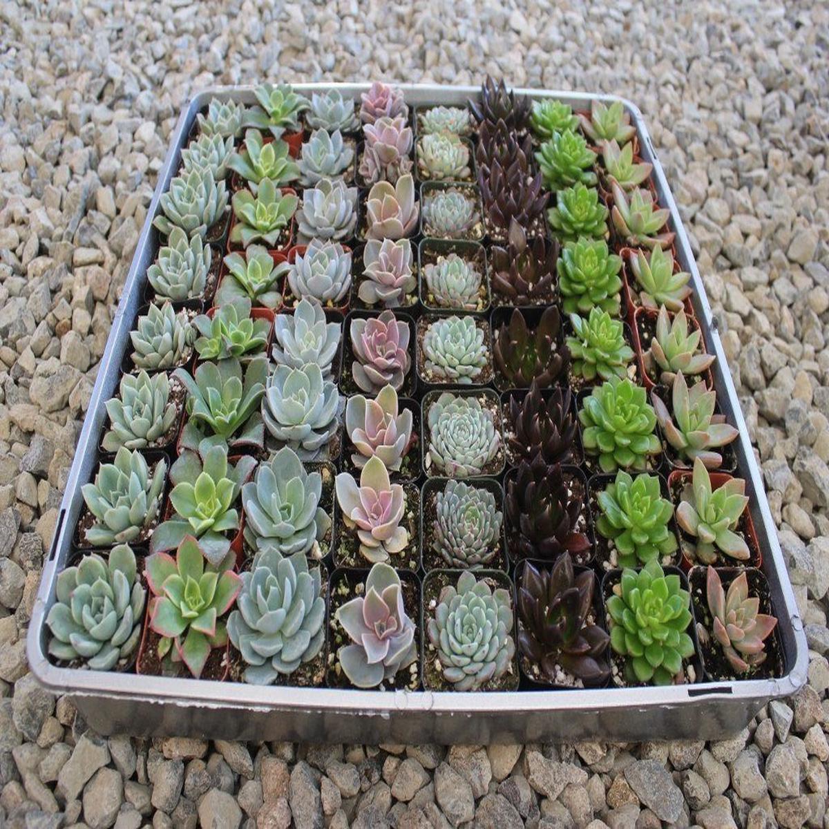 2" Rosette Succulent