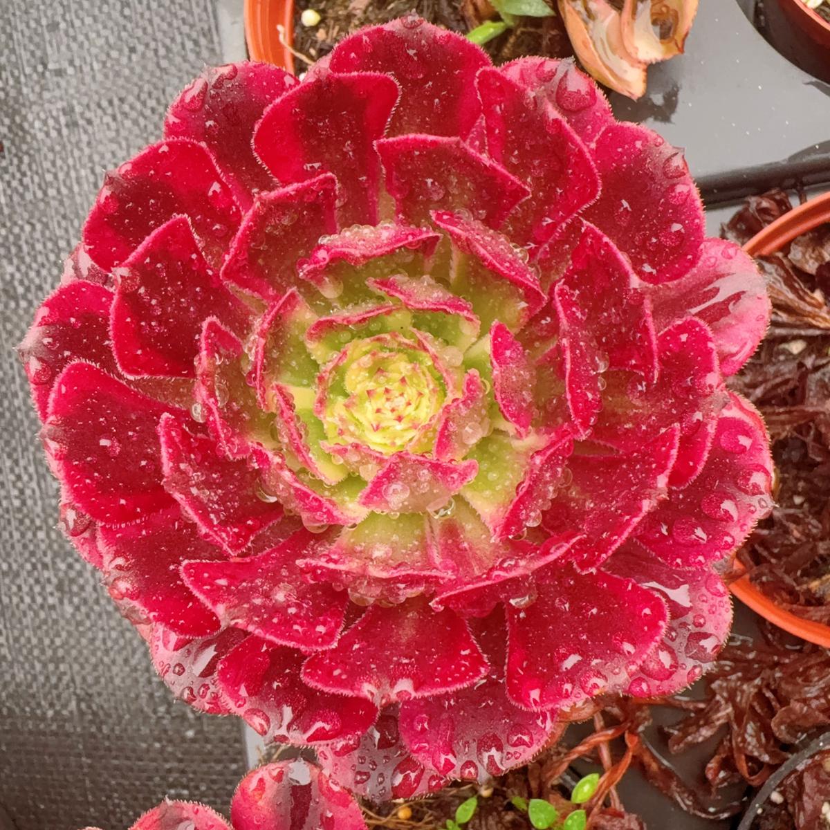Aeonium MerrillSingle Head13cm