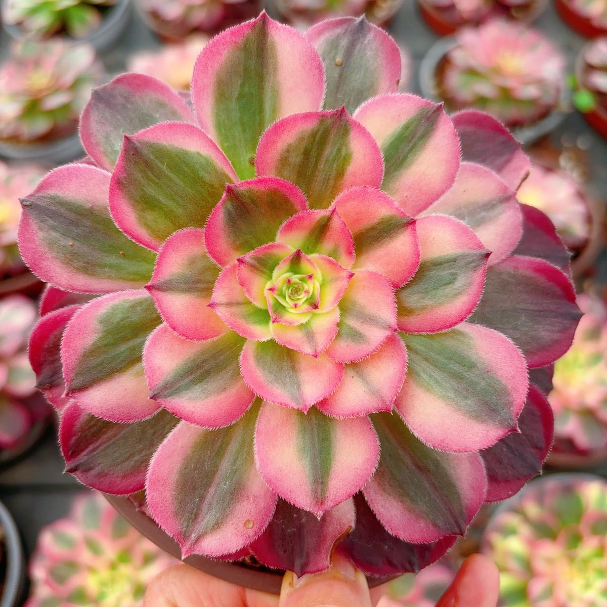 Aeonium NereusSingle head13cm