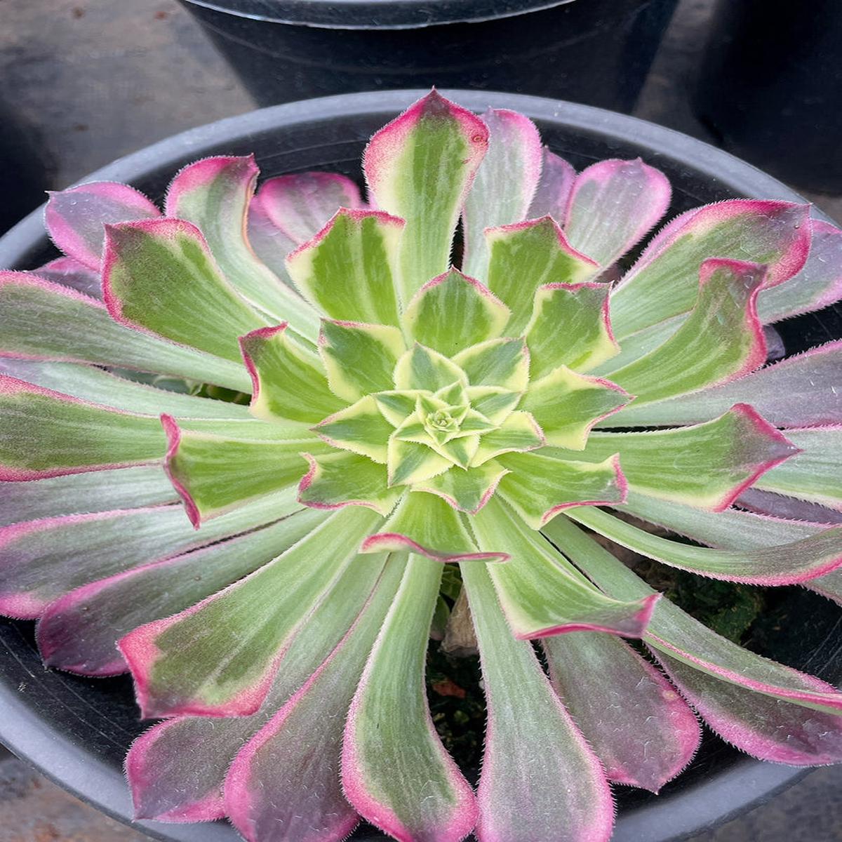 Aeonium TianheSingle Head With Root 20cm