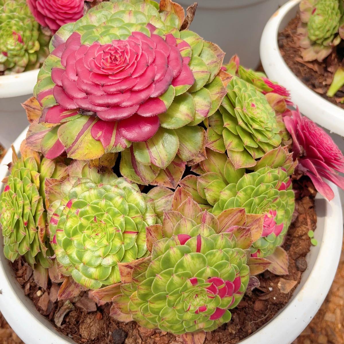 Aeonium Zhi Foucluster20cm