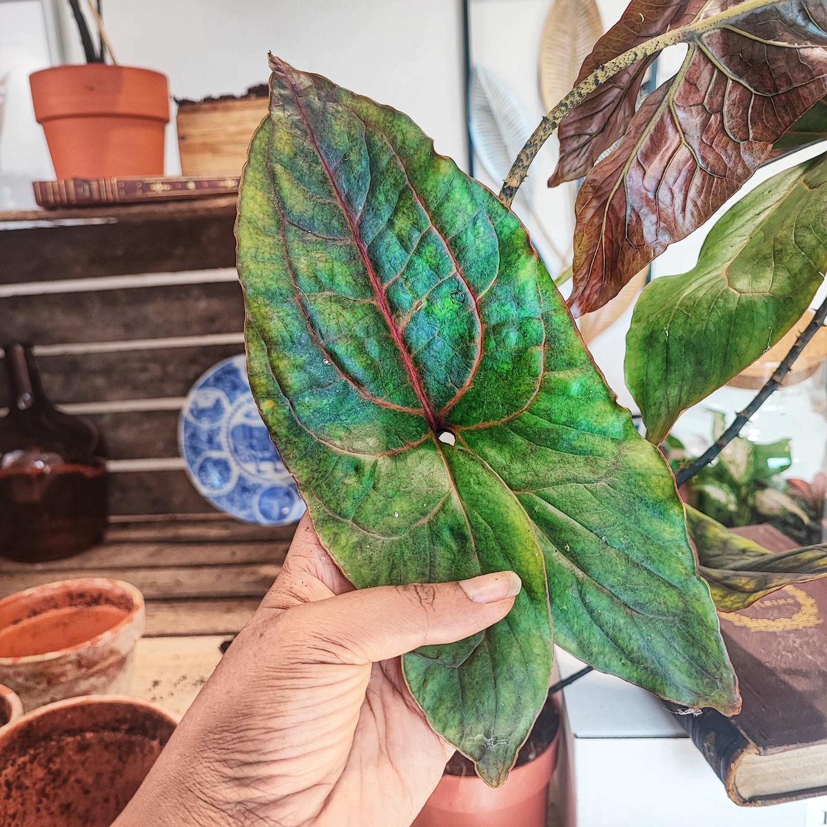 Alocasia Black Jack (Cyrtosperma Johnstonii)