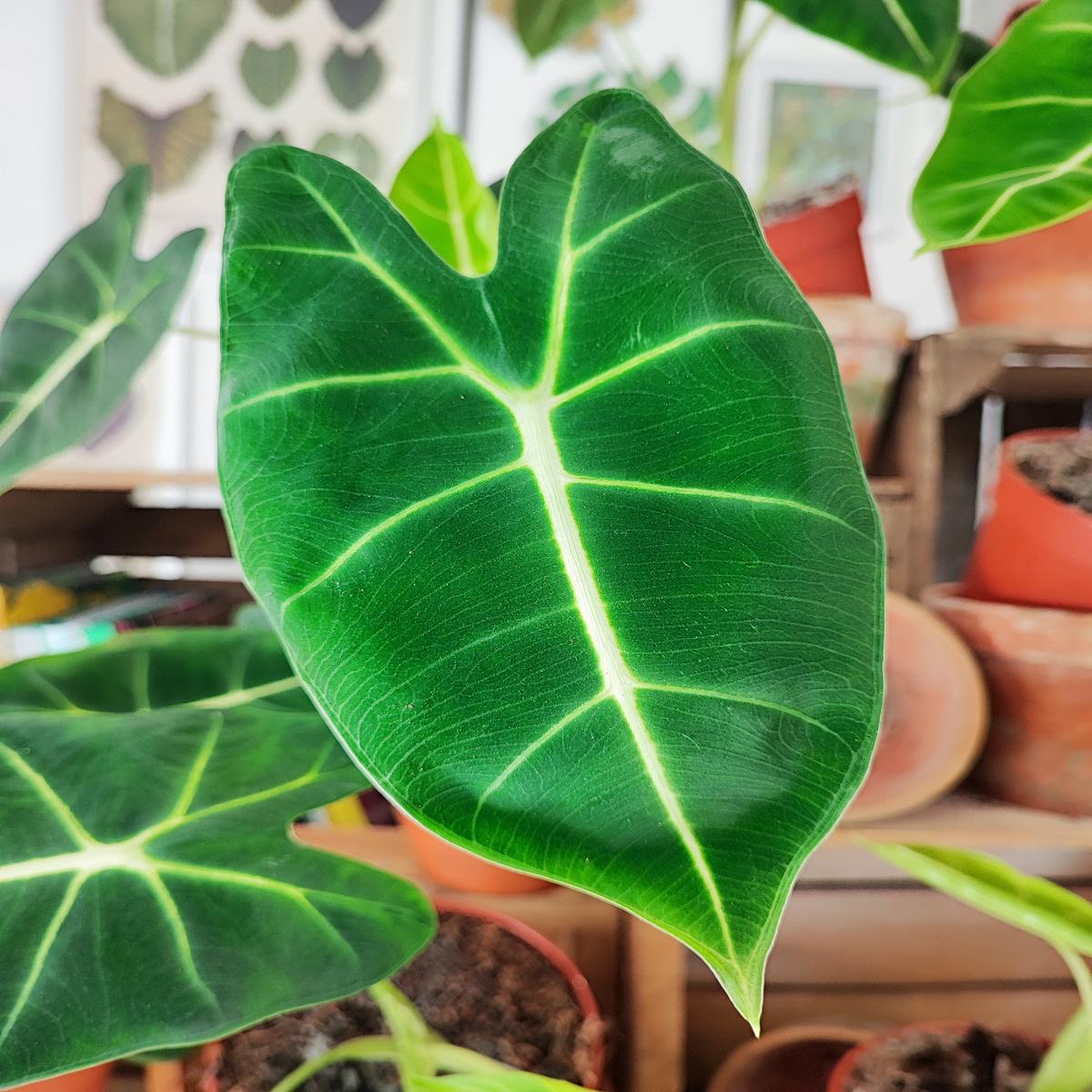 Alocasia Frydek  Feuillage velout vert fonc