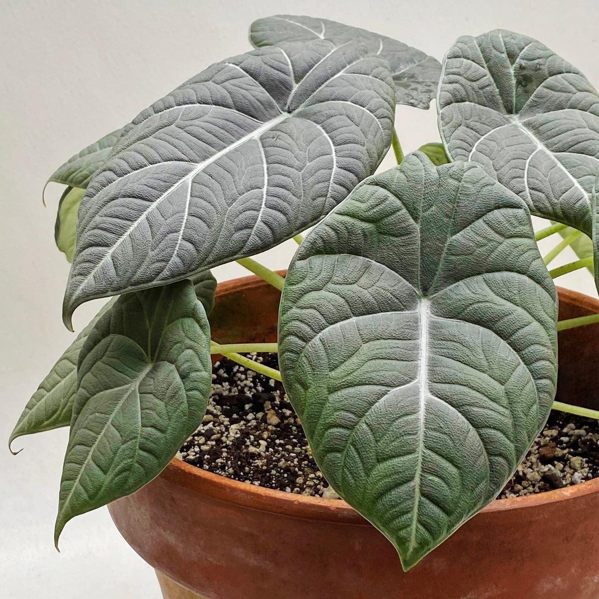 Alocasia Maharani (Alocasia hybrid)