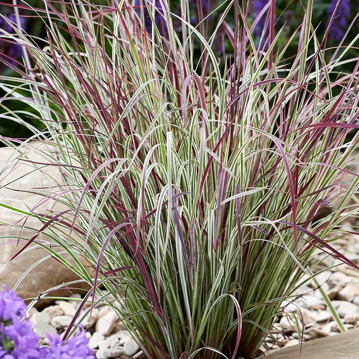 Chameleon Little Bluestem Grass