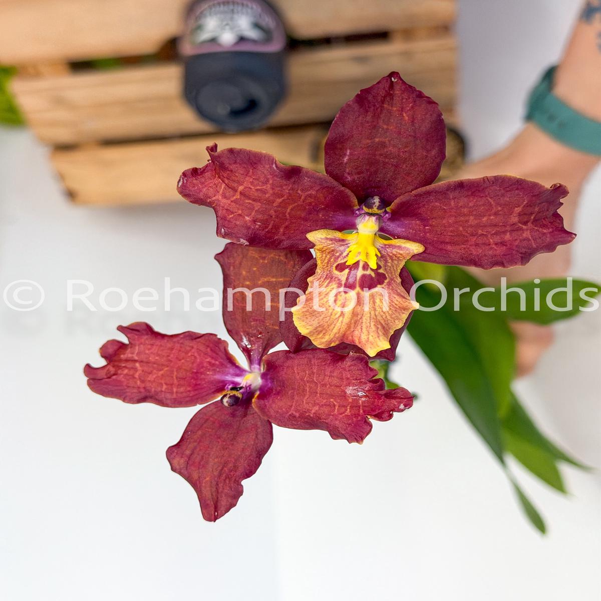 Cyrtonia Jamier 'Coffee'
