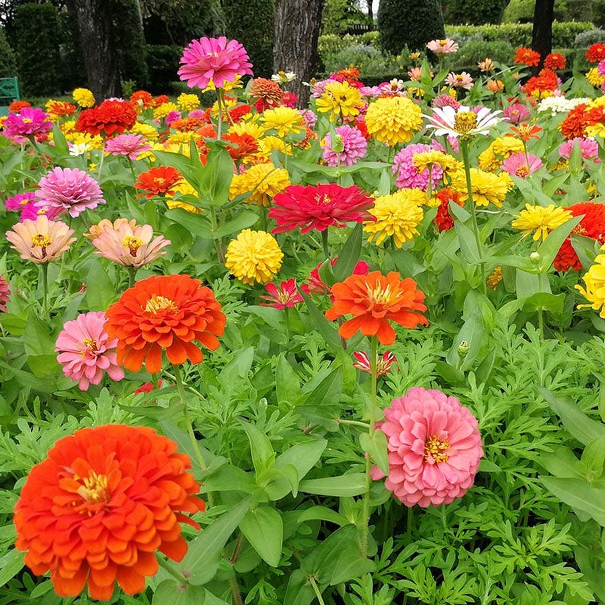 Dahlia Flowered Zinnia Seeds