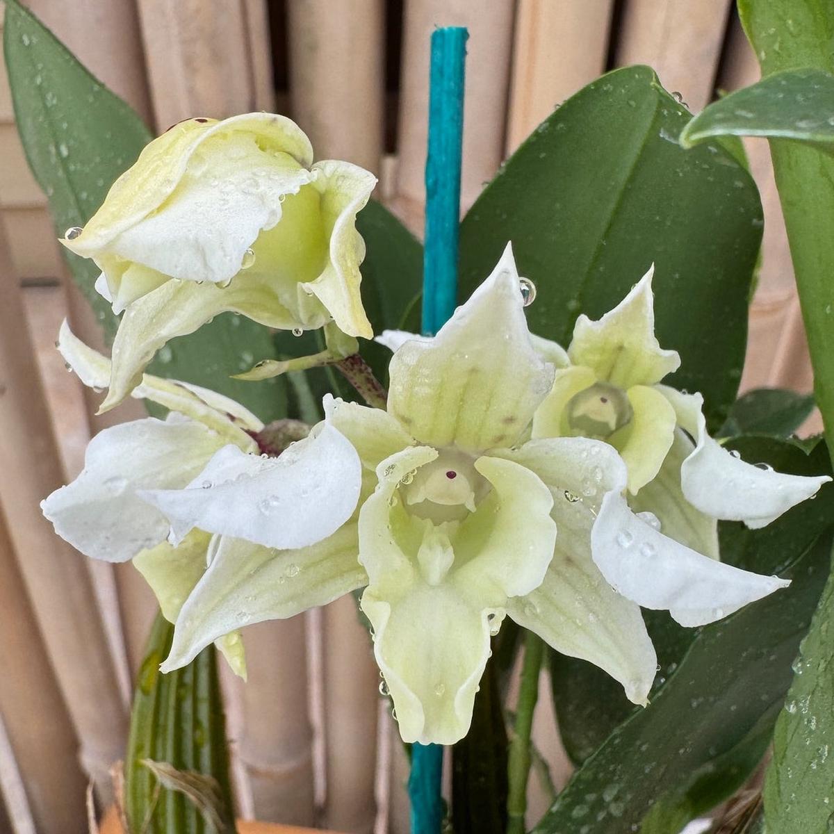Dendrobium Micro Forbes (5.5" Pot) - Buds