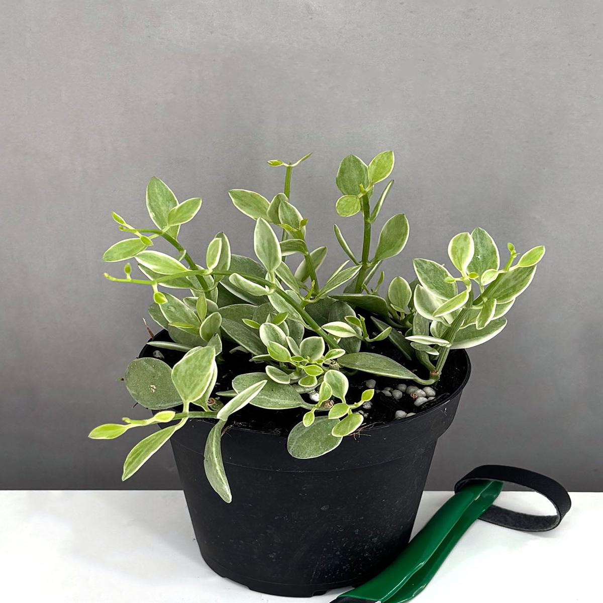 Dischidia Oiantha Variegated