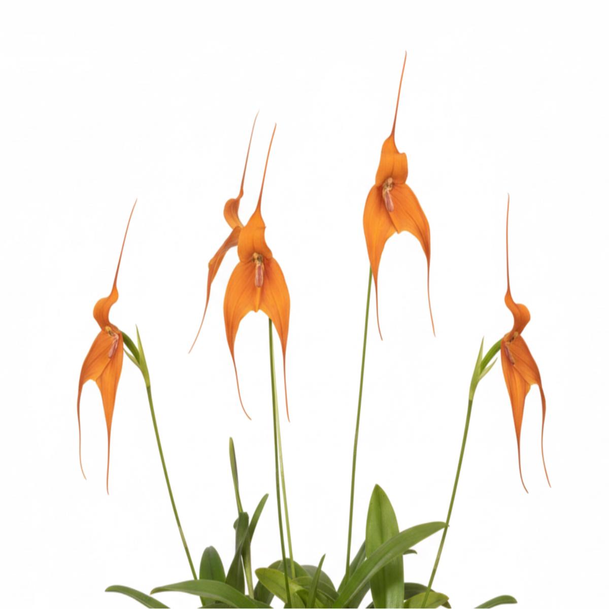 Dracuvallia Fleur x Masd. Denis Roessiger