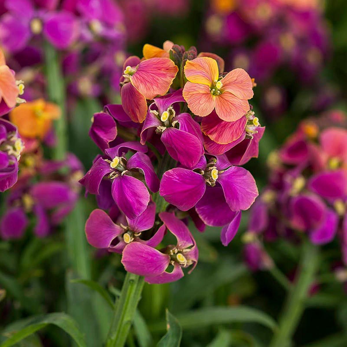 Erysistible Tricolor Wallflower