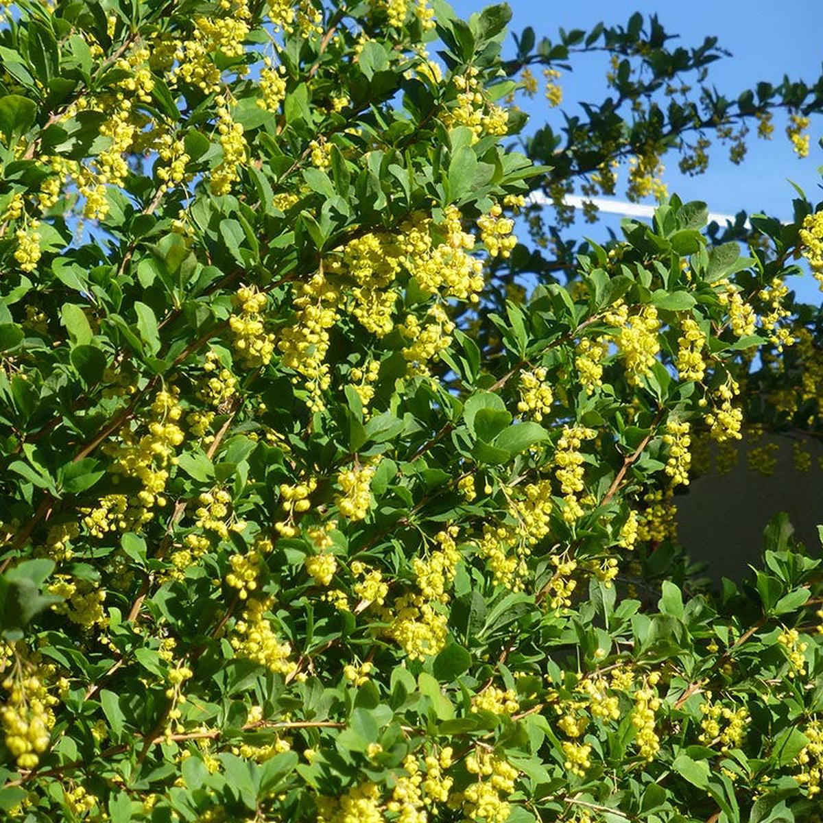Fendler's Barberry (Berberis)
