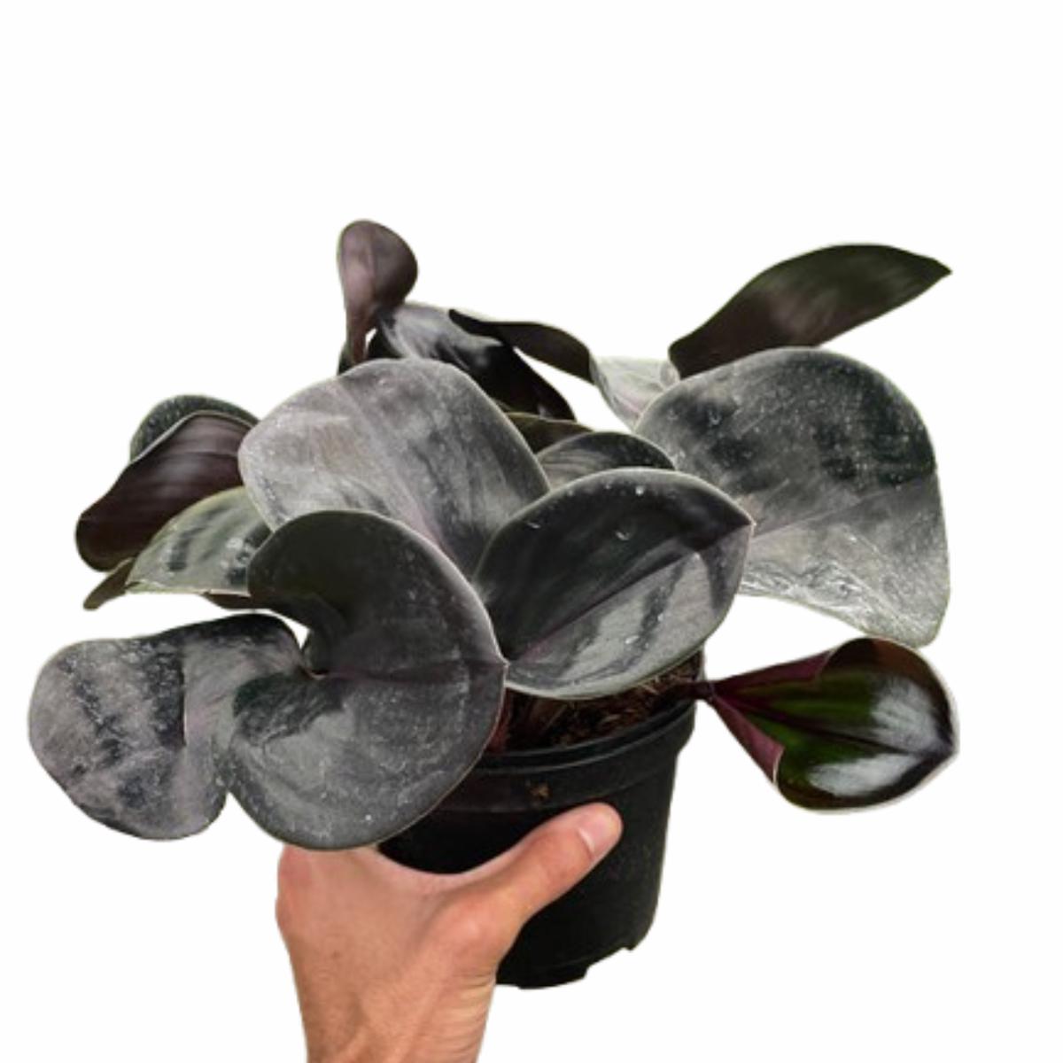 Geogenanthus 'Ciliatus'