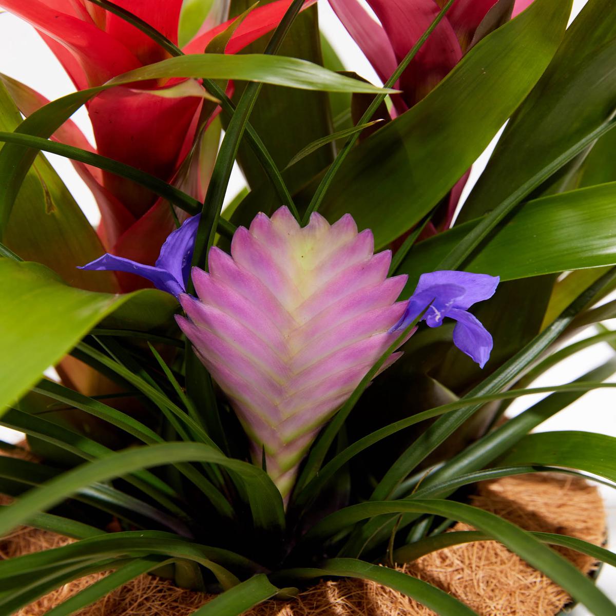 Grower's Choice: Bromeliad Centerpiece