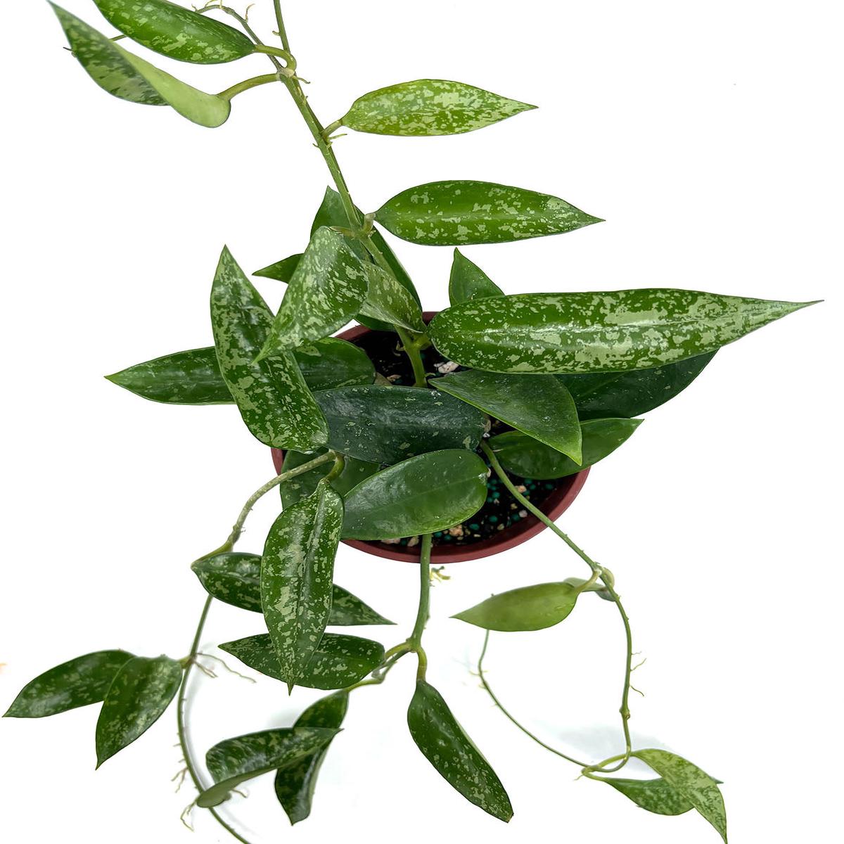 Hoya Pottsii Splash