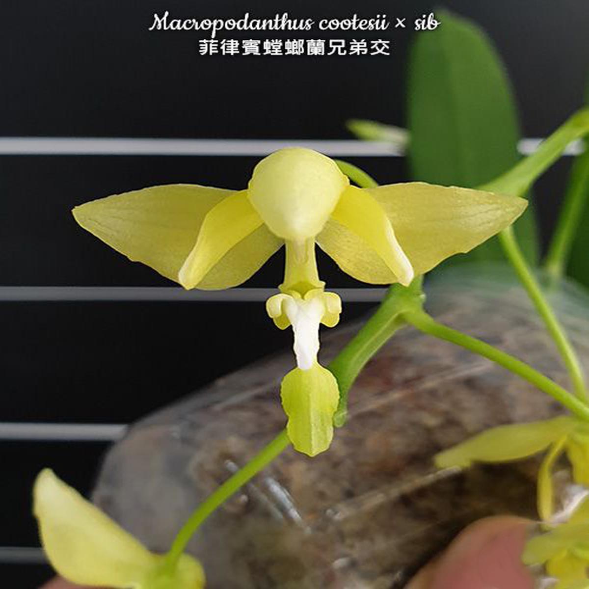 Macropodanthus cootesii