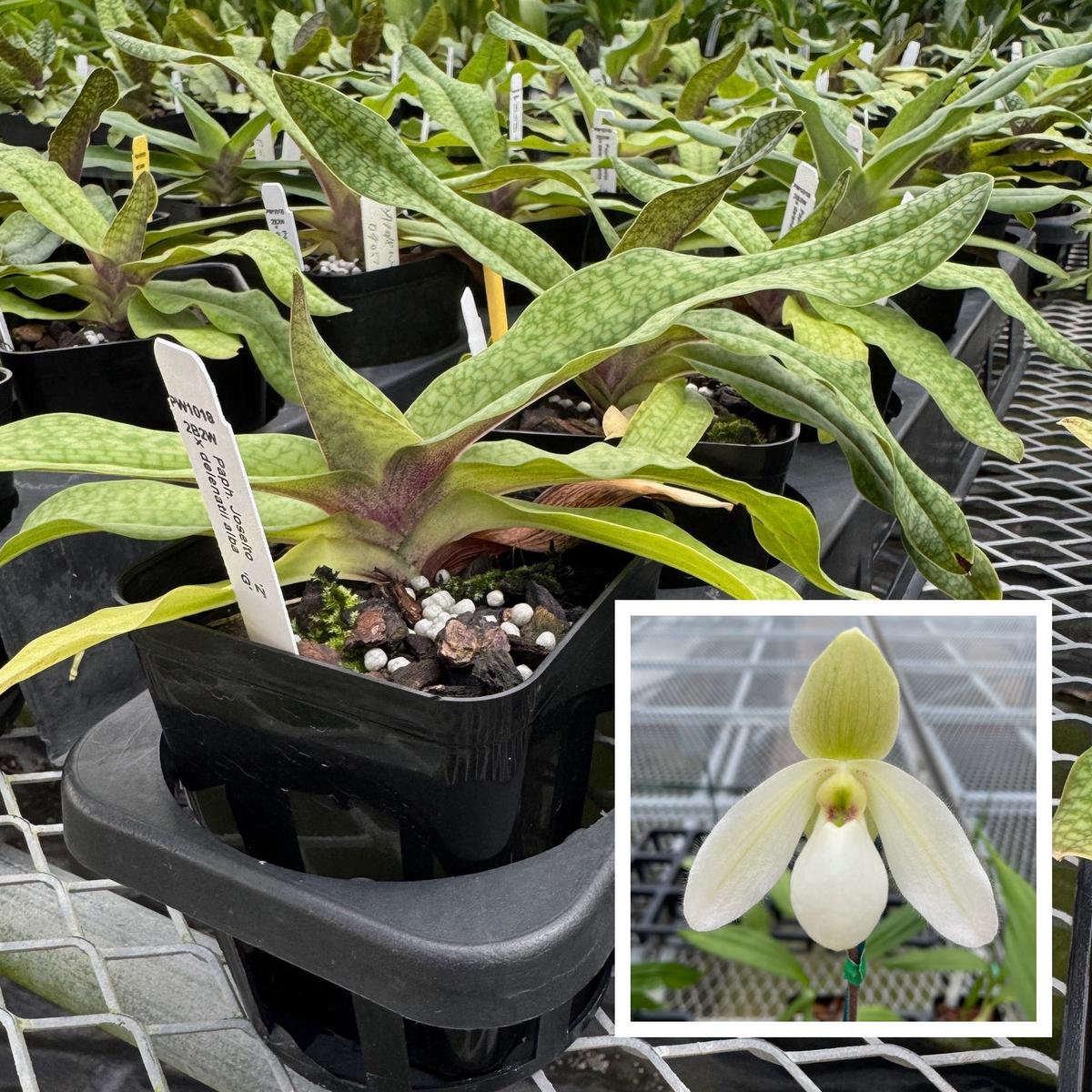 Paph. Josito x delenatii alba (4" Pot) -Not Blooming