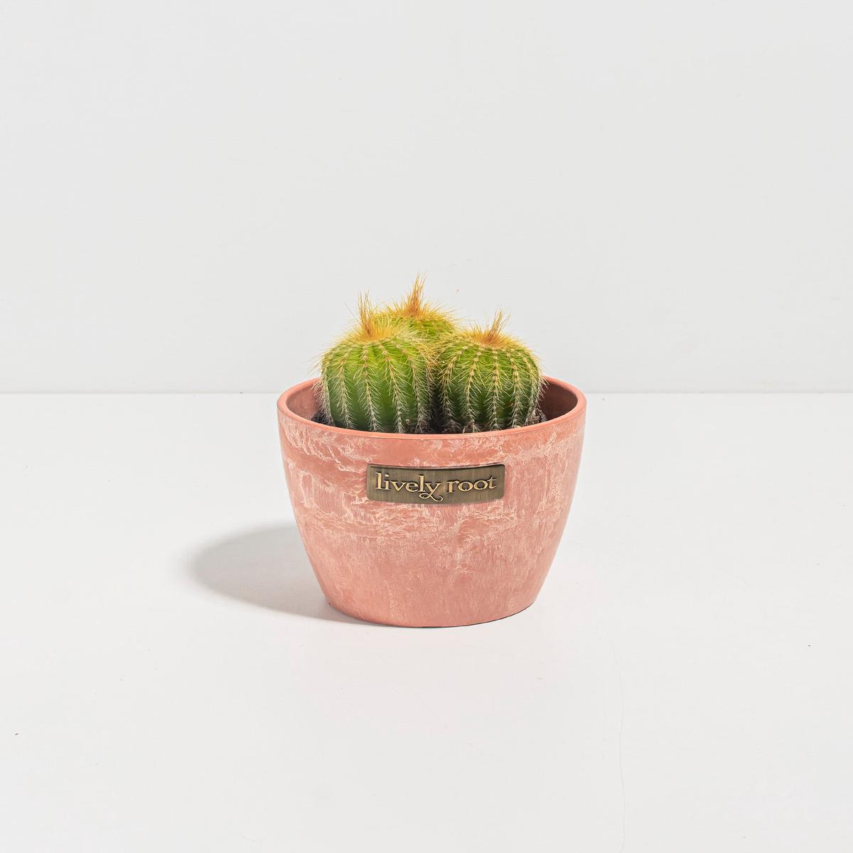 Parodia Cactus - Bunch